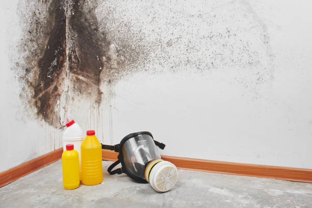 Best Mold Remediation for Specific Building Types in Sterling, KS