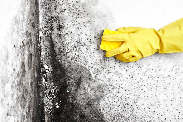 Best Attic Mold Remediation in Sterling, KS
