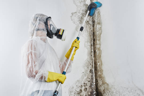 Best Insurance-Related Mold Remediation in Sterling, KS
