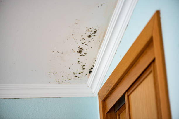 Best Basement Mold Remediation in Sterling, KS