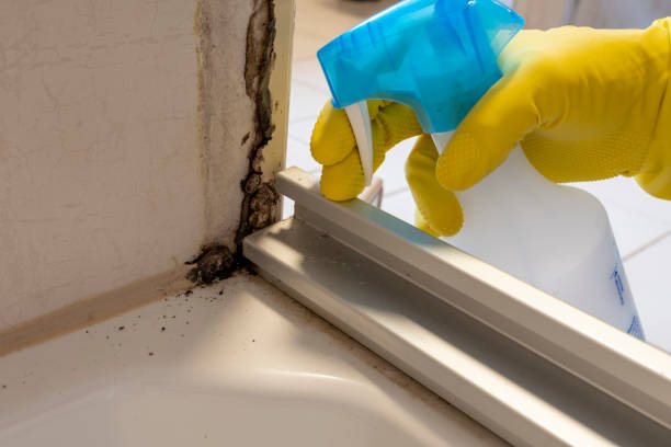 Best Basement Mold Remediation in Sterling, KS