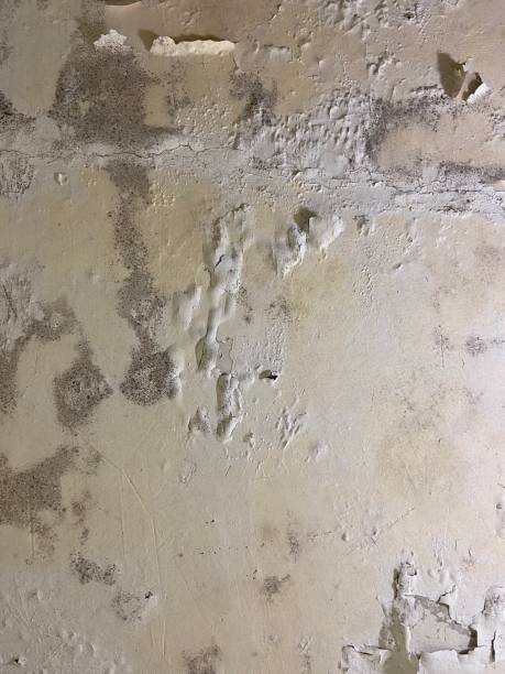 Best Black Mold Remediation in Sterling, KS
