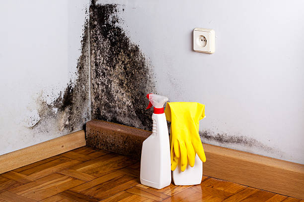 Best Attic Mold Remediation in Sterling, KS